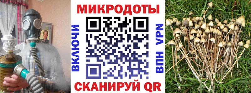 Галлюциногенные грибы Psilocybe Закаменск